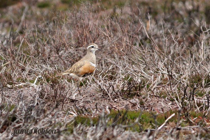 Dotterel