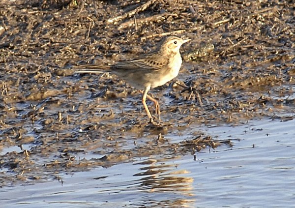 Richard's Pipit