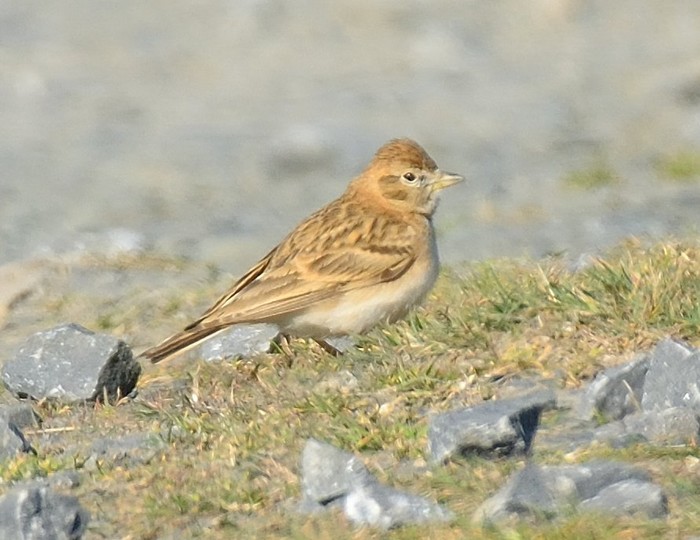 Short-toed Lark