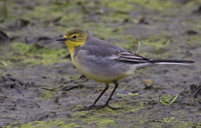 Citrine Wagtail