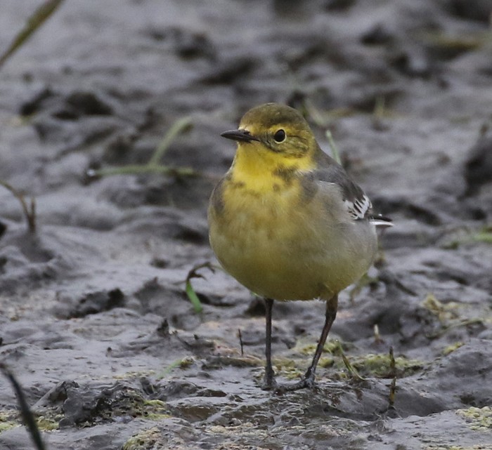 Citrine Wagtail