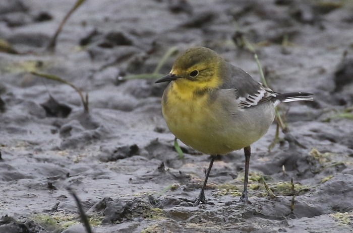 Citrine Wagtail