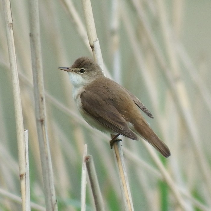 Reed Warbler