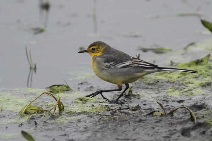 Citrine Wagtail