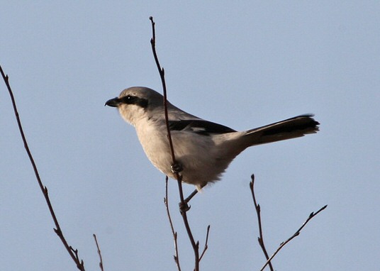 Great Grey Shrike