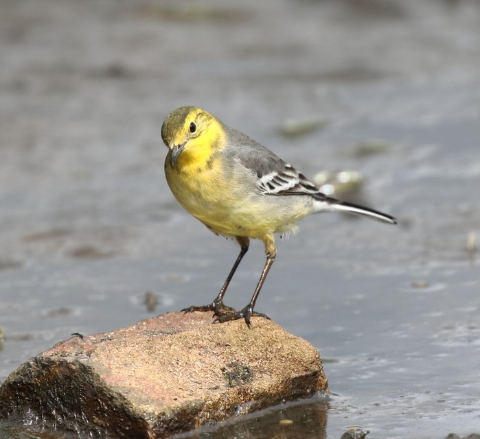 Citrine Wagtail