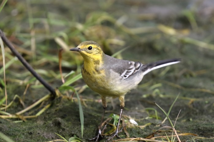 Citrine Wagtail