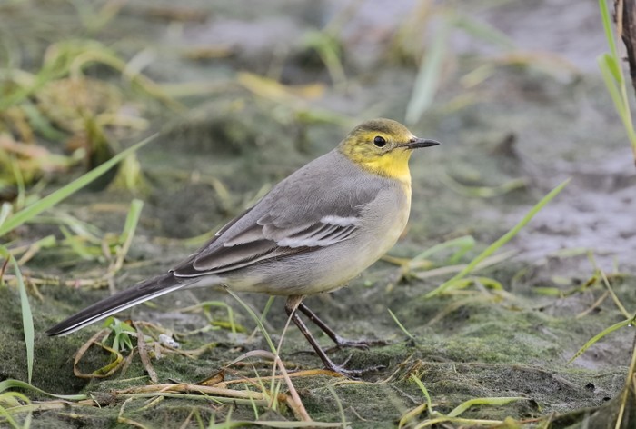 Citrine Wagtail
