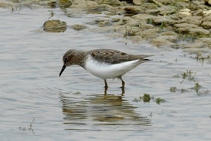 Temminck's Stint