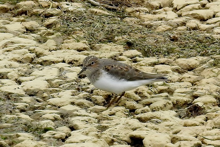 Temminck's Stint