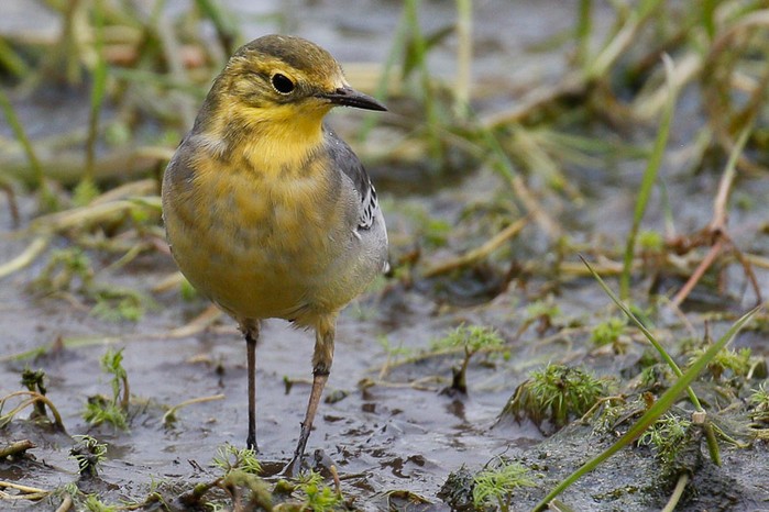 Citrine Wagtail