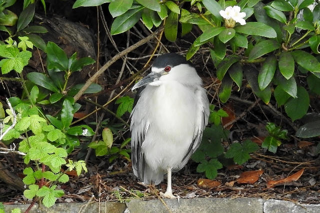 Night Heron