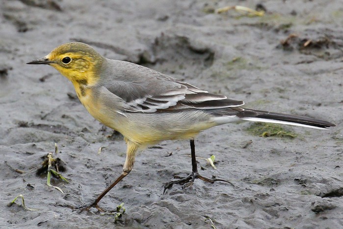 Citrine Wagtail