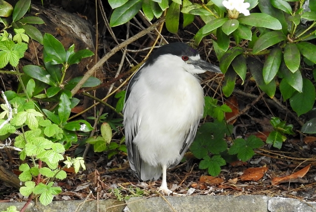 Night Heron