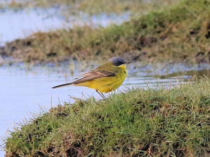Grey-headed Wagtail