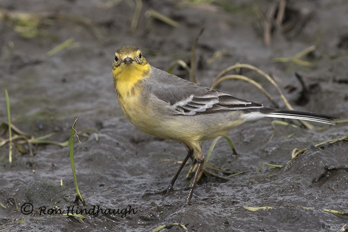 Citrine Wagtail