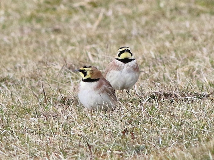 Shorelark