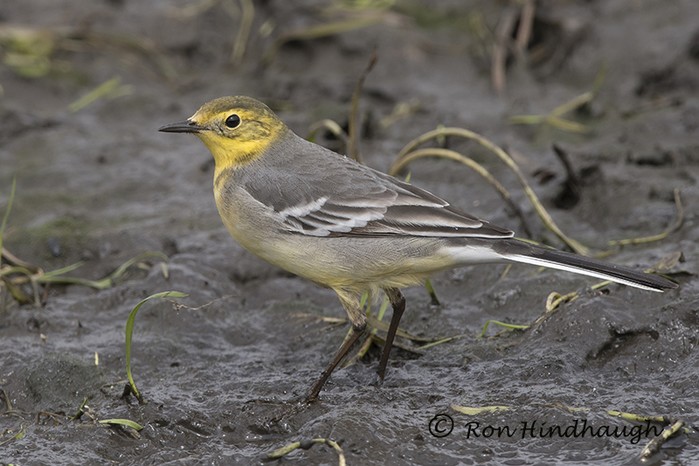 Citrine Wagtail