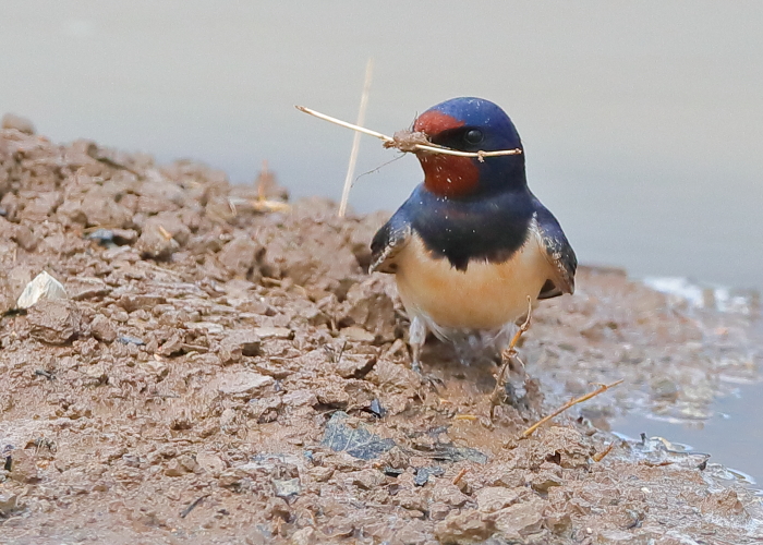 Swallow