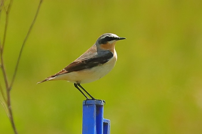 Wheatear