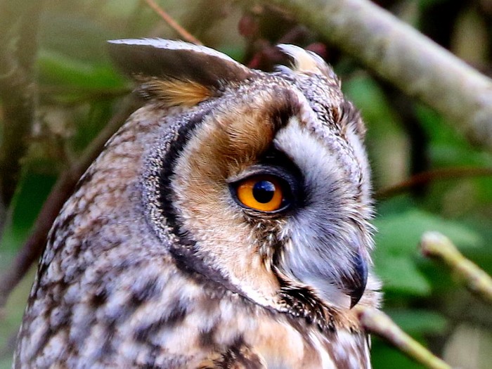 Long-eared Owl