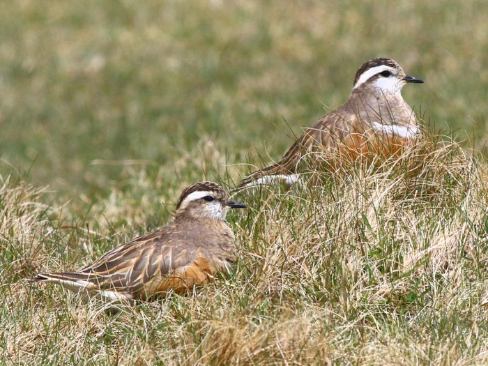 Dotterel