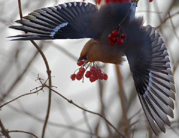 Waxwing
