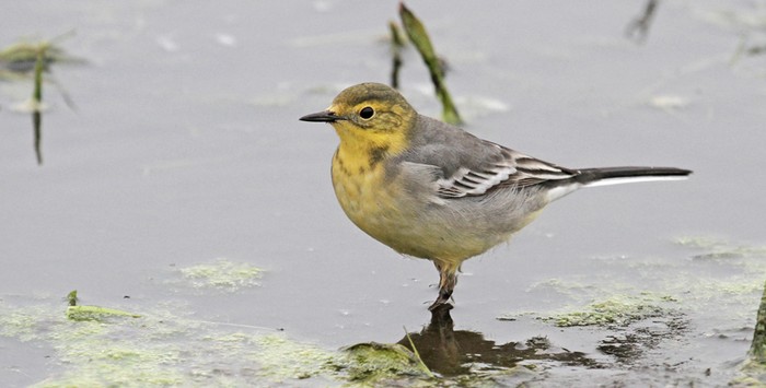 Citrine Wagtail