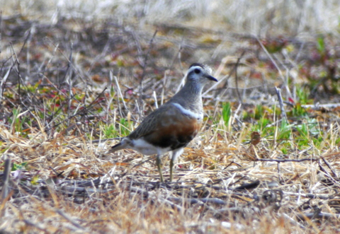 Dotterel