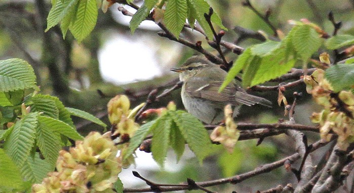 Yellow-browed Warbler