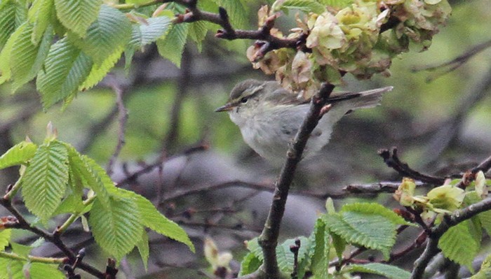 Yellow-browed Warbler