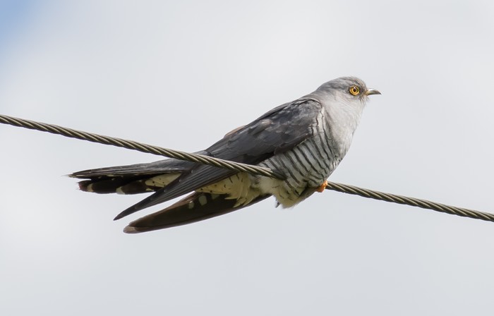 Cuckoo