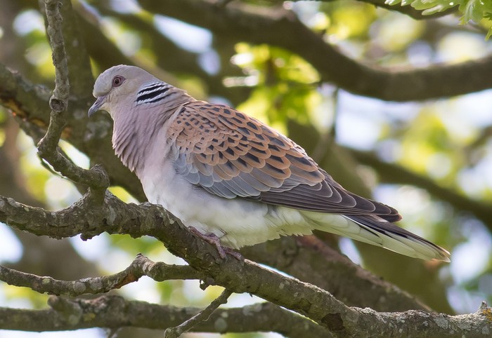 Turtle Dove