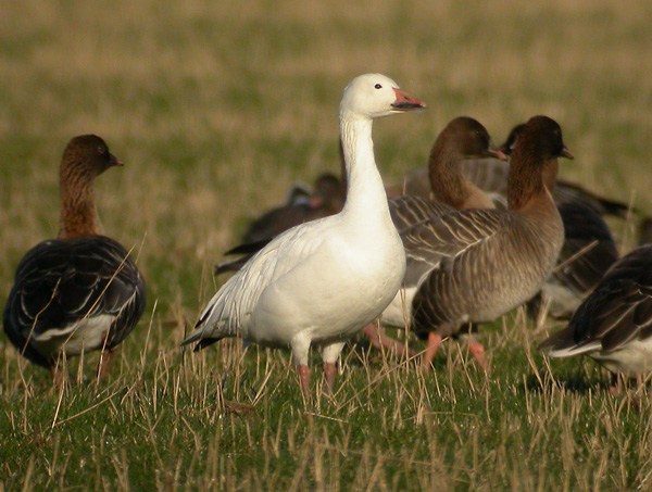Snow Goose