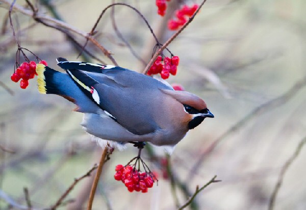 Waxwing