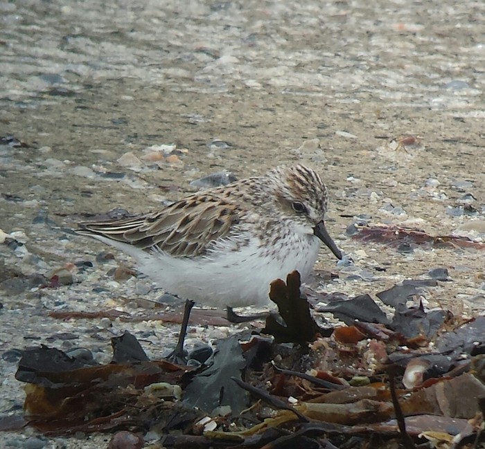 Semipalmated Sandpiper