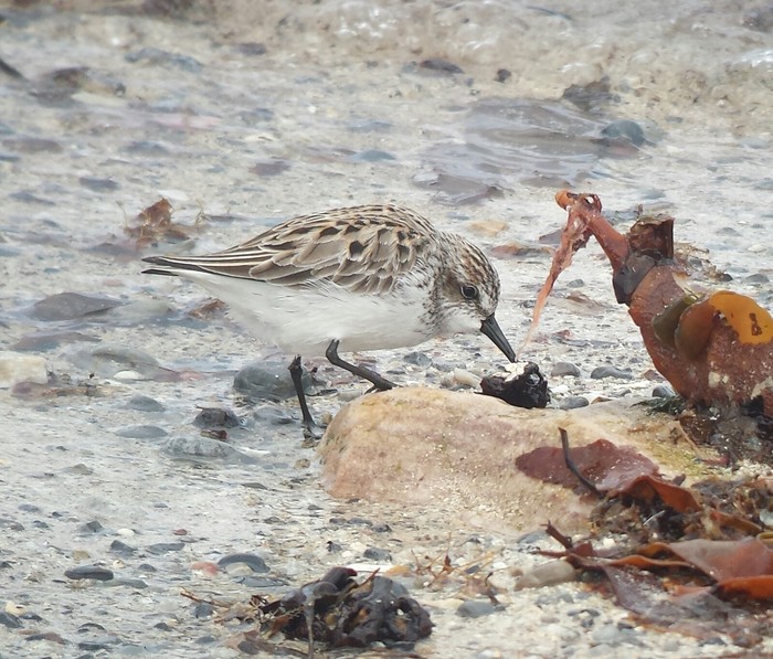 Semipalmated Sandpiper