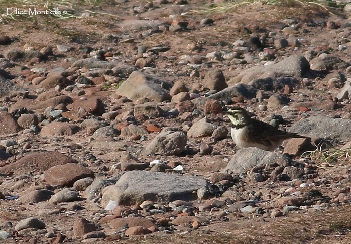 Shorelark