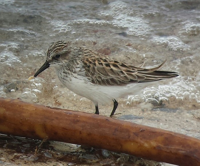 Semipalmated Sandpiper