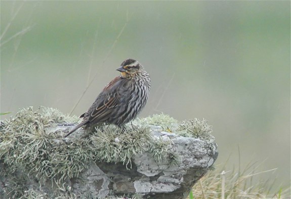 Red-winged Blackbird