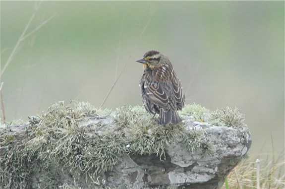 Red-winged Blackbird