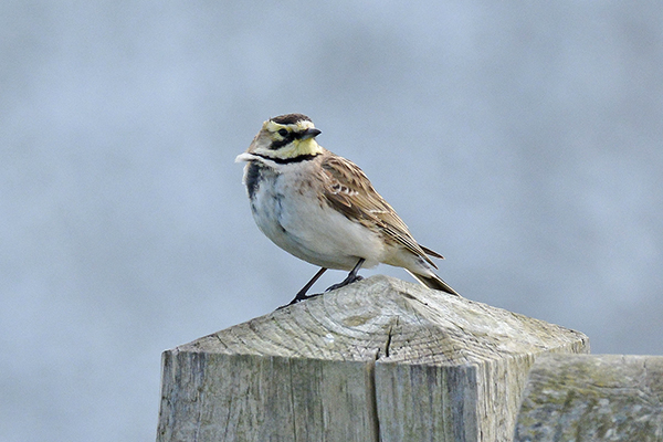 Shorelark
