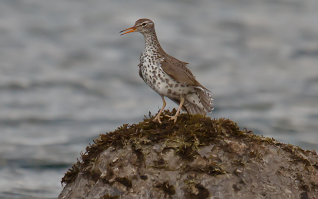 Spotted Sandpiper