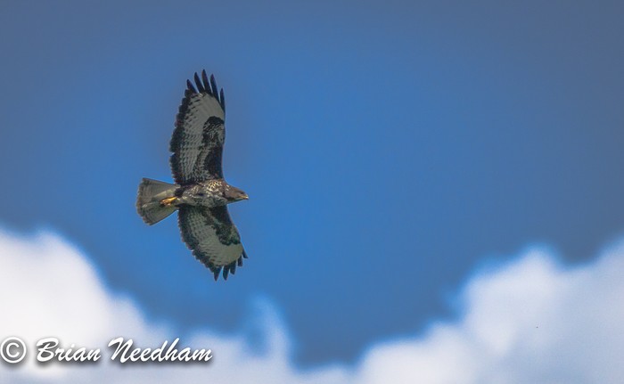Buzzard