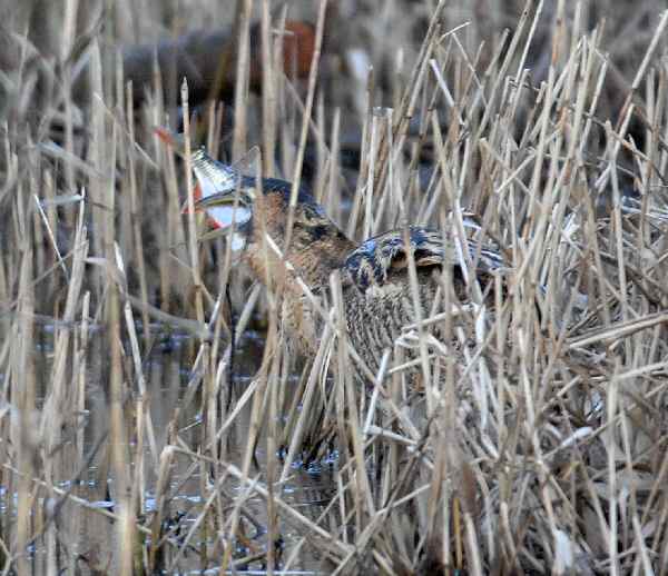 Bittern
