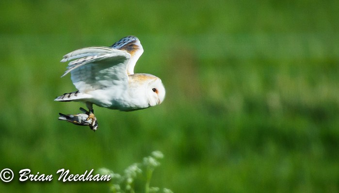 Barn Owl