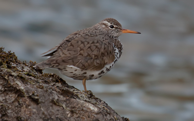 Spotted Sandpiper