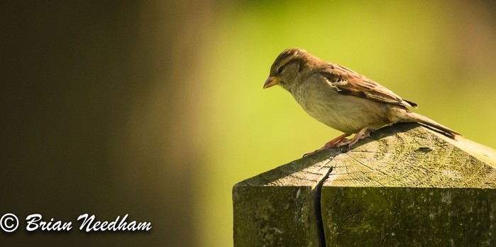 House Sparrow