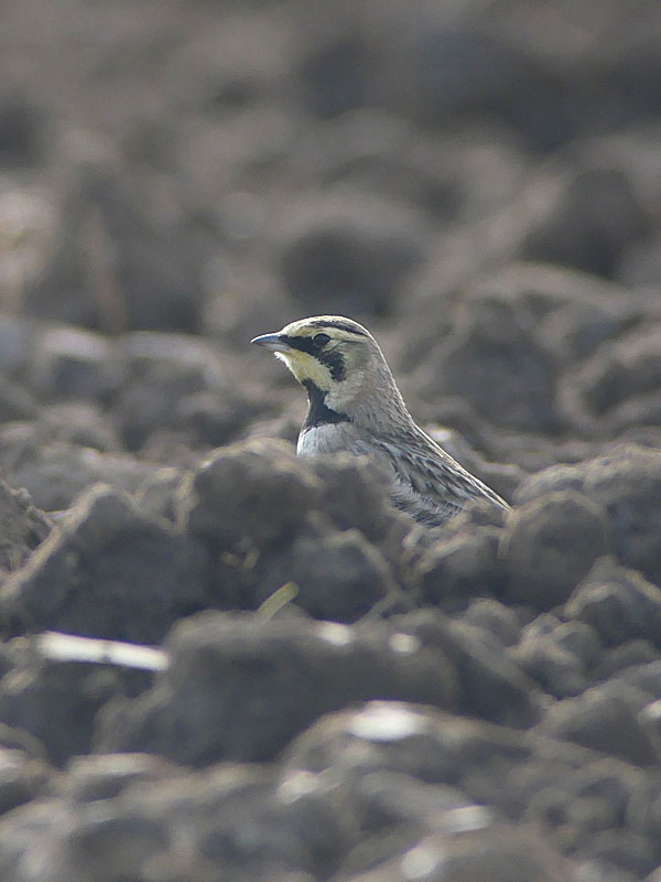 Shorelark