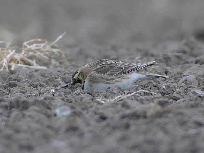 Shorelark